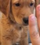 Asking for a high-five with this puppy will go terrible wrong