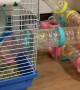 This pampered hamster has one impressive home! 