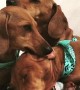 Triple Wiener Lick