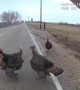 It’s not uncommon for these deputies to encounter turkeys during a traffic stop!