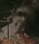 Pizza Loving Possum Enjoys Late Night Feast