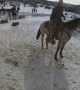 Horse Drawn Ski Slalom