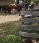 Cattle Drive Turns Into Cattle Ride