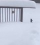 Corgi Clambers Through Thick Snow After Blizzard