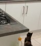 Tinfoil Keeps Cats off the Counter