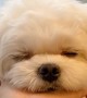 This cute pup looks so tired - he can\'t wait to go to sleep! 