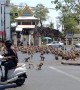 Monkeys Stampede Through Street