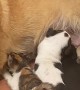 Recently Adopted Stray Kitten Fed by Mothering Dog