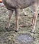 Friendly Deer Enjoys Oatmeal Cookies