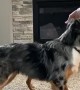 Adorable Mini Aussies Leap and Move for Treats