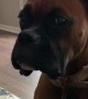 Adorable Boxer Whines over Red Wine