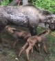 Moose Mom Feeds Hungry Calves Behind House