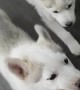 Adorable Husky Puppies Love Their Treadmill