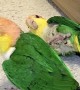 Berliner's Caique's Play with Plastic Egg