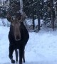 Curious Moose Comes in Close