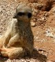 Drowsy Meerkat Dozes Off