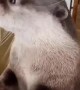 Precious Pet Otter Munches on Fresh Salmon