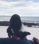 Rescue Border Collie Practices Her CPR