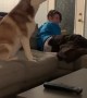 What it sounds like when huskies have an argument