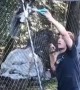 Guy Helps Squirrel Tangled in Fence