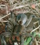 Mother Spider Protects Her Egg under a Deck