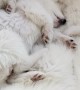 6-Week-Old Samoyed Puppies Napping Together