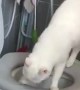 Adopted Cat Knows How to Use Toilet