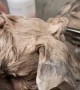 Adorable Chow Chow Puppy Getting a Bath