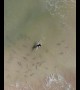 Surfer tries to find a way to exit shark filled waters