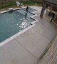 Saving French Bulldog From Drowning in Pool