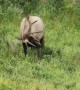 Bull Elk Rolling Around in the Grass