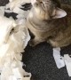 Cat Destroys Toilet Paper Midst Coronavirus Toilet Paper Hoarding