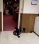 Lazy Kitty Loves Riding Roomba