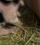 Kunekune Piglet Stomps Through First Meal