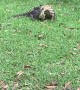 Lizard Brawl During Picnic