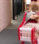 Dogs Last Minute Dash to the Shops