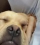 Doggy Uses Face Skin as a Pillow