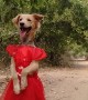 Pup in a Pretty Red Dress