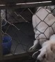 Escape Artist Dog  Exits Cage