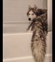 This cute husky really likes to bath