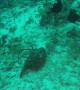 Divers Rescue a Trapped Stonefish
