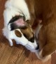 Dog Can't Quite Figure Out Tail