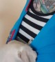 Content Puppy Snores in Makeshift Sling
