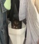 Cat Has a Clever Hiding Spot