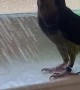 Parrot Loves Showering With Owner
