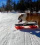 Skilled Bulldog Loves to Snow Skate