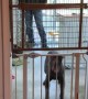 Dog Skillfully Jumps Over Both Baby Gates