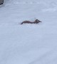 Nine-Week-Old Doggy Swimming in the Snow