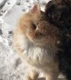 Kitty Enjoys Company of Playful Puppy