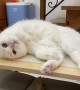 Incredibly cute kitty lies in a very funny position